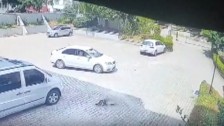 Otomobilin altında kalan yavru kedi öldü, annesi başından ayrılmadı