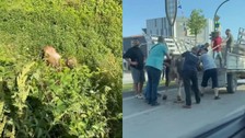 Kurbanlıklar kaçtı, vatandaşlar yakalamaya çalıştı