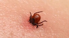 Kene can almaya devam ediyor: Ölü sayısı 8'e yükseldi