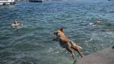 İstanbul'da sıcak hava! Köpekler de denize girip serinledi