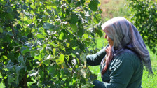 Karadeniz değil Adana: Torosların eteğinde fındık hasadı