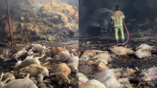 Mudanya'da ahır ve samanlık yangını! 170 hayvan telef oldu, o anlar kamerada
