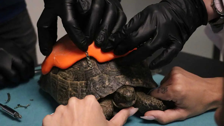 Kabuğu kırılan kaplumbağaya 3 boyutlu protez! Roka hayata tutundu