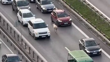 Ümraniye'de bir koyun otoyola daldı
