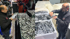 Sinop'ta hamsi denetimleri