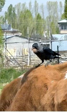 Cüce kargalar, inekten kopardıkları tüylerle yuva yaptı - Resim: 1