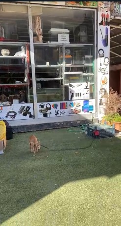 Deprem bölgelerinde yağmalama olayları devam ediyor: Petshop dükkanındaki hayvan yemlerini bile çaldılar - Resim: 10