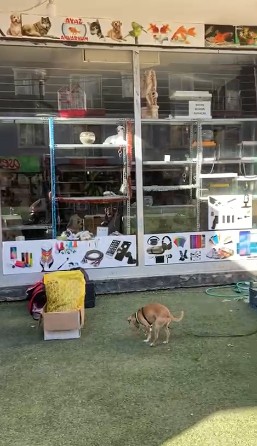 Deprem bölgelerinde yağmalama olayları devam ediyor: Petshop dükkanındaki hayvan yemlerini bile çaldılar - Resim: 9