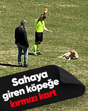 Amatör müsabakada sahaya giren köpeğe kırmızı kart