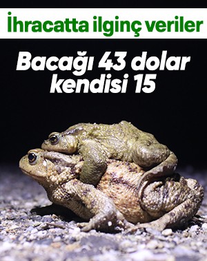 Türkiye'den kurbağa ihracatı: Bacağı 43 dolar kendisi 15 dolar