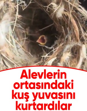 Yangının ortasında kalan kuş yuvasını kurtardılar