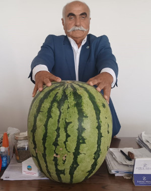 Batman'da 45 kiloluk karpuz dikkat çekti