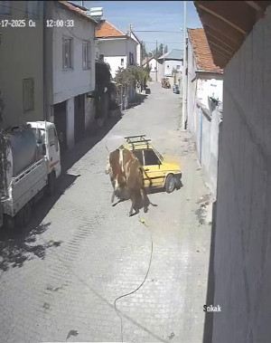 Ahırdan kaçan kızgın boğa, hırsını otomobilden çıkarttı