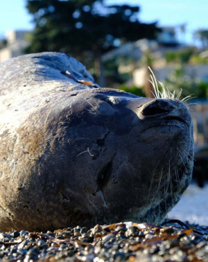 Fok balığının Ege sahilinde uyku keyfi! Bodrum'a geldi kestirdi