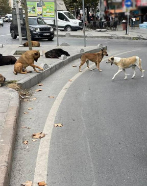Yerel yönetimlere "sahipsiz köpek" uyarısı