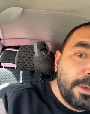 Okşayıp sevdiği karga peşini bırakmadı