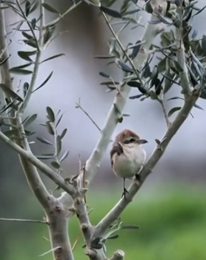 Hatay'da ilk kez Türkistan örümcekkuşu görüldü