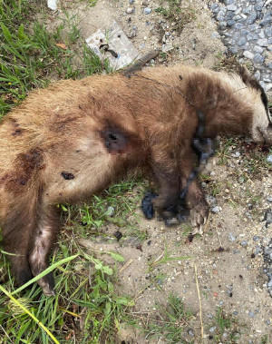 Aydın'da nesli tehlike altında olan Avrupa porsuğu silahla öldürüldü
