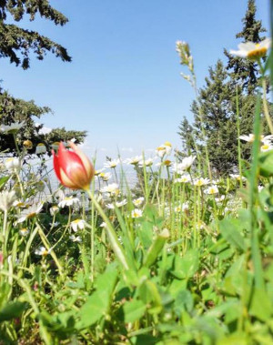 Manisa lalesine dokunan yandı: Cezası 699 bin lira