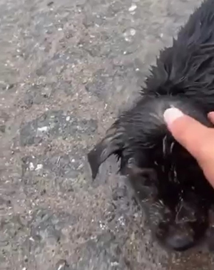 Başı plastik kaba sıkışan yavru köpeği kamyon şoförü kurtardı - Resim : 1