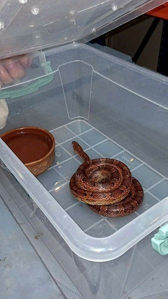 Yavru pitonları kadın çorabının içine gizlenmişler! Sınır kapısında pes dedirten olay - Resim: 5