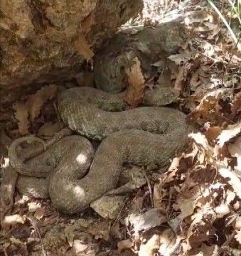 Tunceli'de koca engerek yılanı bir kadını ısırdı - Resim: 1