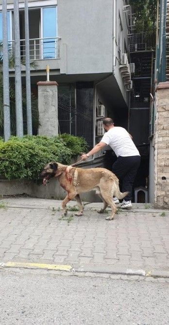 Ataşehir ve Bursa'da köpek vahşeti! - Resim: 7