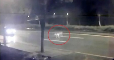 Aslan kafesinden kaçıp şehir merkezinde gezdi, görenler korku ve paniğe kapıldı