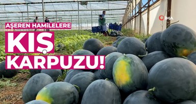 Kilosu 10 liradan satılan kış karpuzu, aşeren hamilelere ilaç gibi geliyor