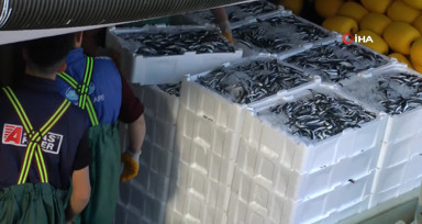 Karadeniz'de kilolarca hamsi yakalanınca, vatandaşa bedava dağıtıldı