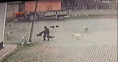 Sahipsiz köpeklerin 69 yaşındaki kişiye saldırması güvenlik kamerasında