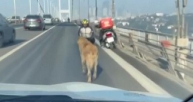 Sokak köpeği, Anadolu Yakası'ndan Avrupa Yakası'na geçmek için 15 Temmuz Şehitler Köprüsü'nü tercih etti