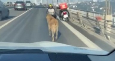 Sokak köpeği, Anadolu Yakası'ndan Avrupa Yakası'na geçmek için 15 Temmuz Şehitler Köprüsü'nü tercih etti