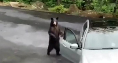 Bu görüntüleri 20 milyon izledi! Arabaya binmek isteyen ayıyı bakın nasıl kaçırdılar?