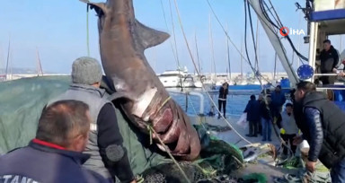 İzmir’de ağlara 2 ton ağırlığında 10 metrelik köpekbalığı takıldı