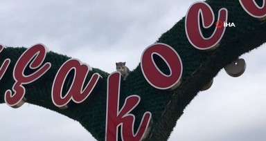 Reklam panosunda mahsur kalan kedi zor anlar yaşattı