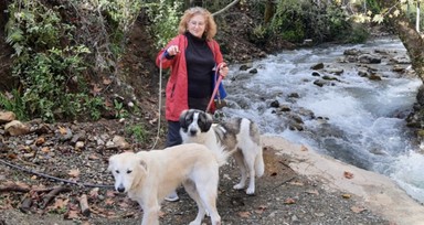 Muğla'da vahşet! Gezdirmeye çıkardığı köpeği silahla vurularak öldürüldü