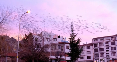Tablo gibi gökyüzüne sığırcık sürüsünden fırça darbeleri