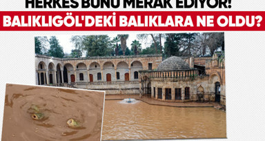 Balıklıgöl'deki balıklara ne oldu? 'Depremde de aynısı olmuştu' diyerek anlattı... Meğer oraya saklanıyorlarmış