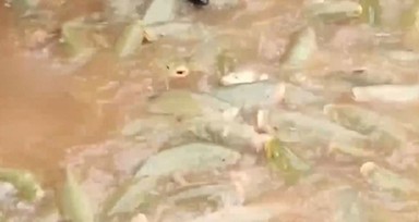 Balıklıgöl'deki balıklara ne oldu? VİDEO İZLE