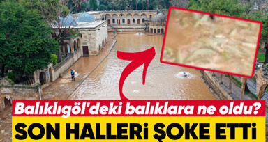 Herkesin aklı onlarda kalmıştı! Balıkgöl'deki balıkların son hali şoke etti