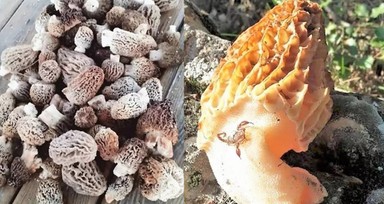 Kendi kendine yetişiyor! 'Çok değerlinin' kilosu 700 TL! 'Yerlerini bilmeyenler...'