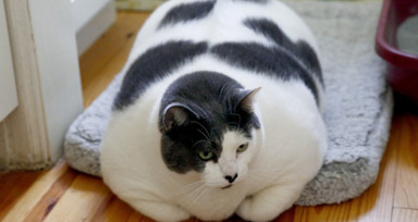 6 yaşındaki 18 kilogram ağırlığında olan Patches isimli kedi, sosyal medyada viral oldu