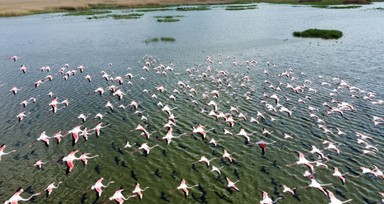 Afyonkarahisar'da bulunan Eber Gölü flamingolara ev sahipliği yaptı! Güzellikleri vatandaşlara görsel şölen yaşattı