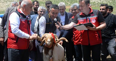 Depremde ölen 43 bin 618 küçükbaş hayvanın dağıtımı Kahramanmaraş'ta başladı