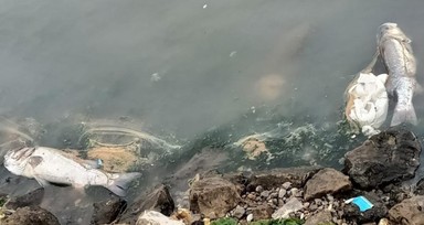 CHP'li İzmir Büyükşehir Belediyesi Körfez'i Ganj Nehri'ne çevirdi! Rengi değişti, ölü balıklar karaya vurdu
