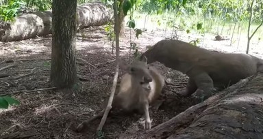 Komodo ejderi hamile geyiği canlı canlı yedi! Vahşi doğanın acımasız yüzü böyle görüntülendi