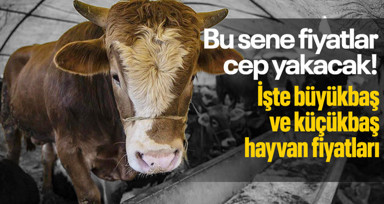 Kurban kesecekler dikkat! Bu sene fiyatlar cep yakacak! İşte büyükbaş ve küçükbaş hayvan fiyatları