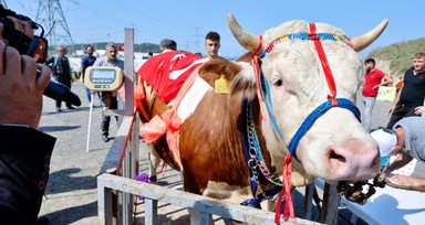 İstanbul'da En Güzel Kurban Yarışması: Kurbanlıklar arz-ı endam etti!