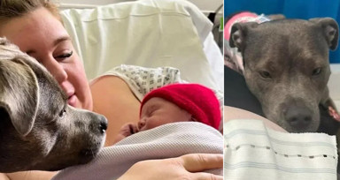 İngiltere'de bir köpek sahibi doğum yaptığı sırada ona eşlik etti